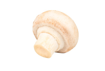 Raw mushroom champignon