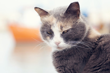 frightened cat on the background of the ship