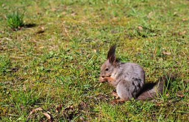 Naklejka na ściany i meble squirrel sitting and eating in the park