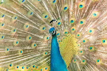 Obraz premium peacock showing beautiful plumage in breading season