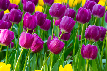 Obraz premium beautiful flowers,purple flowers,purple tulips