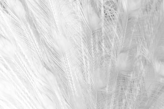 Fototapeta white peacock feathers as a background