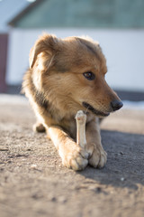 dog gnaws a bone in nature