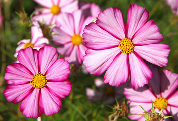 Cosmos fuchsia et blanc © hcast