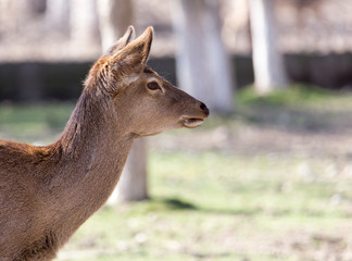 Obraz premium young female deer in a park on the nature