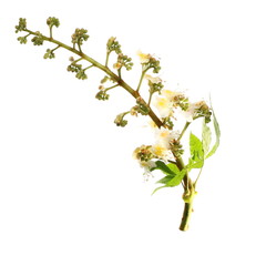 Horse-chestnut (Aesculus hippocastanum, Conker tree) flowers and leaf on white background