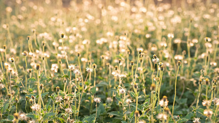 Mexican daisy Tridax procumbens (16:9)