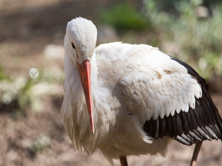Stork in nature in zoo