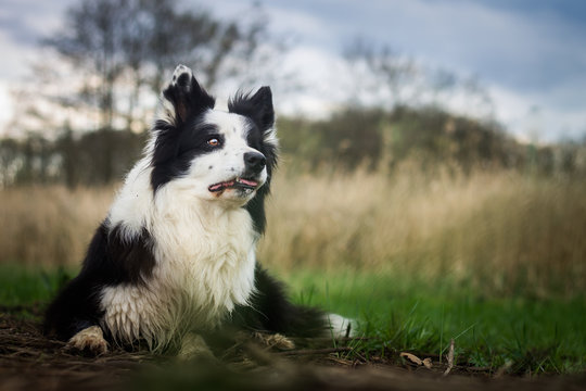 Border collie