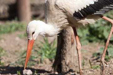 Stork in nature in zoo