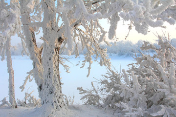 Зимний пейзаж у пруда с деревом покрытым инеем и снегом. Winter landscape at a pond with a tree the covered hoarfrost and snow © Abramov Maksim
