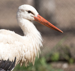 Stork in nature in zoo