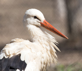 Stork in nature in zoo