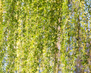 flowers on the tree spring willow