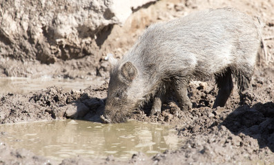 wild boar in the mud in the zoo