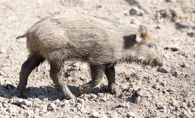 wild boar in the mud in the zoo