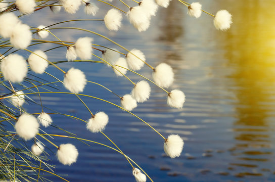 Cotton grass in windy weather against water