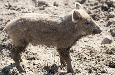 Fototapeta premium wild boar in the mud in the zoo
