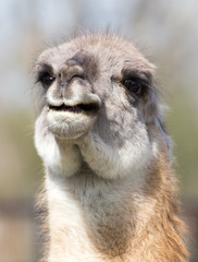Fototapeta premium Lama in zoo in nature