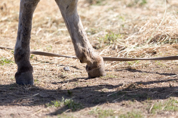 the horse's hooves on the nature