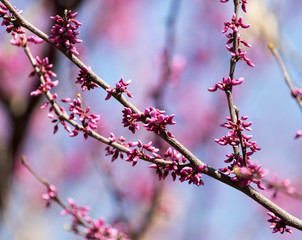 red flowers on the tree in nature