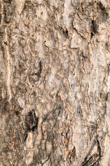 Tree Bark