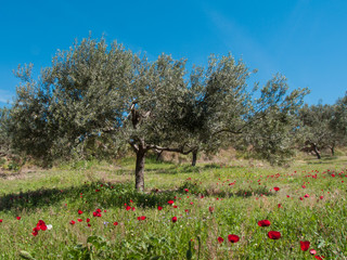 Olive trees and poppies
