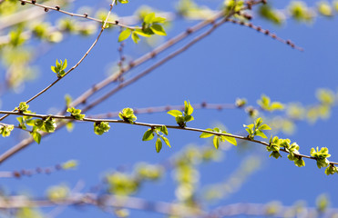 young leaves on a bush in the spring