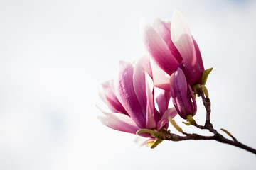 Obraz na płótnie Canvas Saucer magnolia (Magnolia x soulangeana).