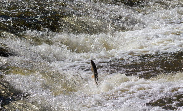 Fish Going Upstream For Spawning.