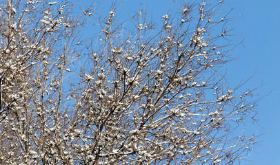 snow on the bare branches of a tree against the blue sky