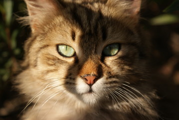 Naklejka na ściany i meble Cat portrait. Tabby cat face. Cute kitty. Pussycat.