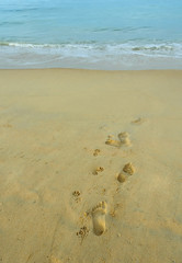 footprints of man and dog on the beach