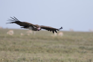 Lappet face vulture overflying Serengeti plains in Tanzania