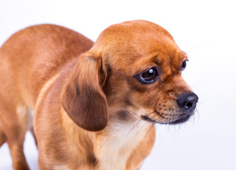 Studio portrait of the dog on the white background