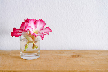 Spring flowers background