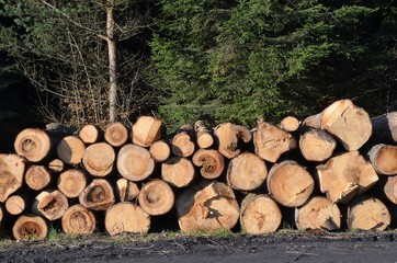 wood felled by a lumberjack