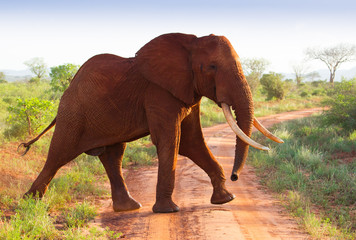 Fototapeta na wymiar Red elephants on african savannah in Kenia