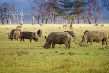 Rhinos on african savannah