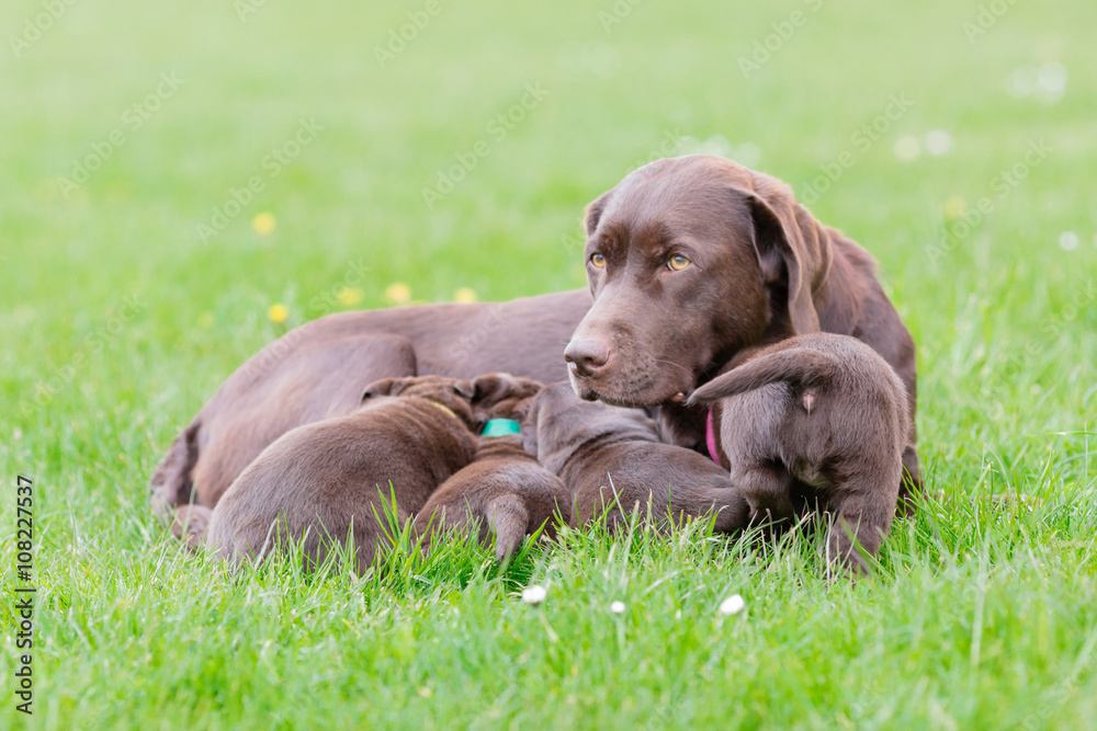 Sticker brown labrador retriever mother with her litter of puppies