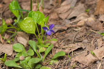 Wild viola flower among dry leaves in spring forest