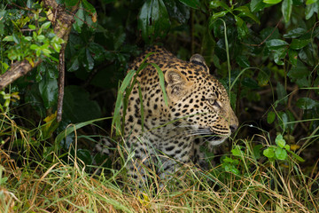 Fototapeta na wymiar Big leopard in african bush