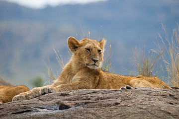 Small lion on thr rock on Kenia Savannah