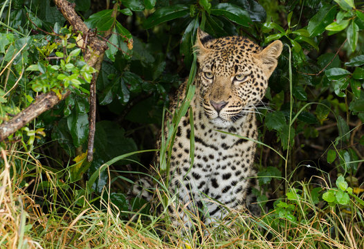Big leopard in african bush