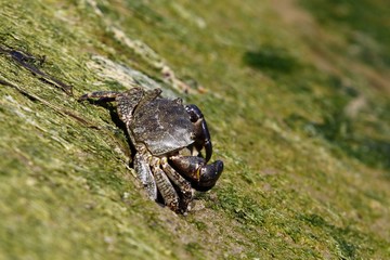 Crabe de mer au soleil