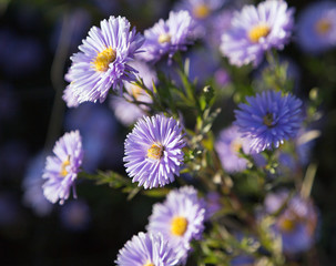 flowers in field