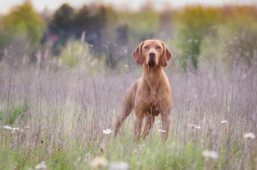 Hungarian hound dog in the middle of field