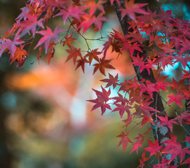 autumn leaves, very shallow focus