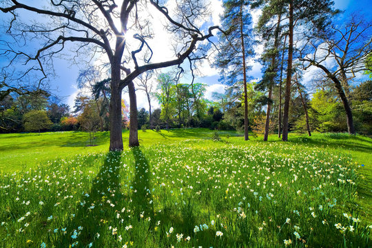 Narcisses blanches dans le parc de bagatelle au printemps, Bois de Boulogne, Paris 