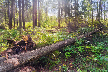  Sun beam in a mist in forest